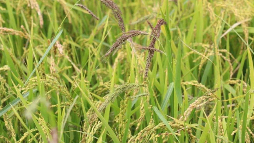 莱森光学：基于地物光谱仪的稻田秧苗及稗草的早期识别