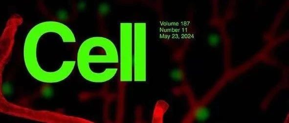 Cell封面：倍捷锐合作伙伴 张若冰助力揭示 血管周神经元通过神经-血管接触指导3D血管网格的形成