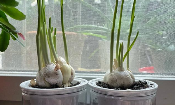 莱森光学：基于LIBS技术的土壤重金属污染对植物影响的研究