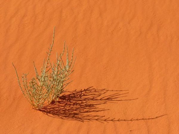 莱森光学：荒漠植物光谱特征分析及光谱识别