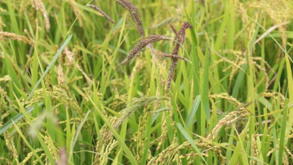 莱森光学：基于地物光谱仪的稻田秧苗及稗草的早期识别