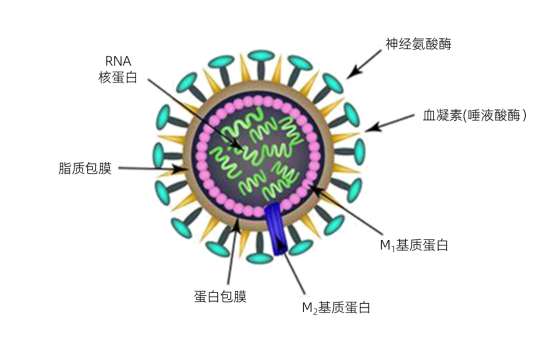 流感高发期，疫苗如何纯化？两种主流工艺深度解析